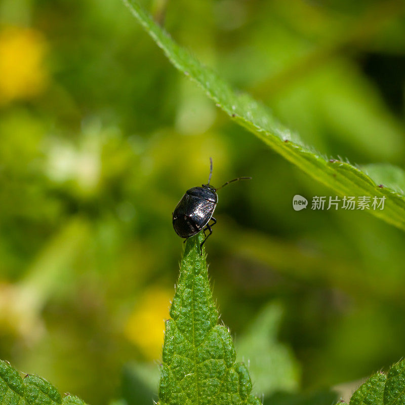 白缘穴居虫(Sehirus cinctus albonotatus);白缘穴居虫(cydidae)，半翅目。